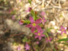 Slender Centaury (Centaurium tenuiflorum)