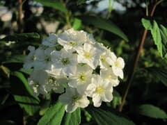 Spirea (Spiraea)