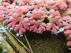 Red Azolla (Azolla rubra)