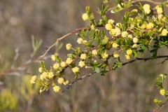 Acacia nigricans (Acacia nigricans)