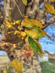 Japanese Elm (Zelkova)