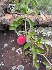 Adenia digitata (Adenia digitata)