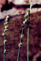 Grey Sedge (Carex divulsa)
