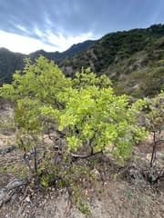 False heather (Brongniartia)
