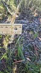 Slender Wallaby Grass (Austrodanthonia tenuior)