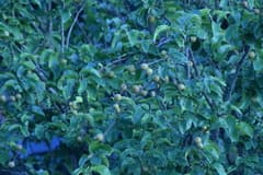 Asian Pear (Pyrus pyrifolia)
