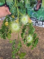 Siris Tree (Acacia lebbeck)