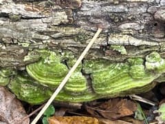 Oak bracket fungus (Cerrena unicolor)