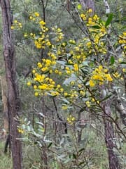 Flat wattle (Acacia complanata)