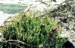 Boxwood (Buxus hyrcana)