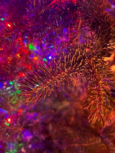 Balsam Fir (Abies balsamea)