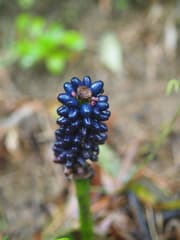 Henry's Voodoo Lily (Amorphophallus henryi)
