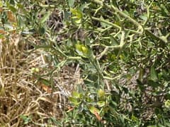 Natal plum (Carissa haematocarpa)