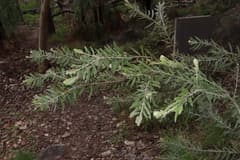 Many-bract Wattle (Acacia multistipulosa)