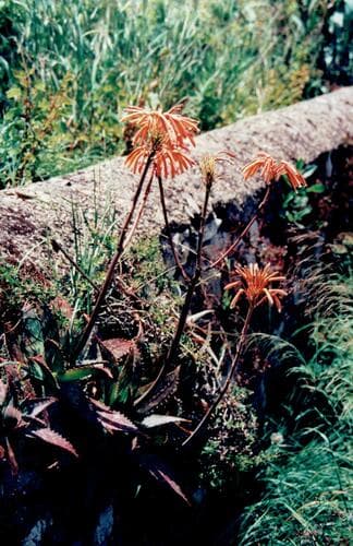 Soap Aloe (Aloe maculata)