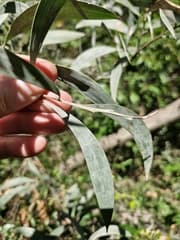 Lifesaver Bush (Acacia binervia)