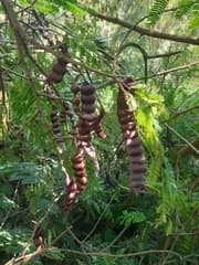 Soap pod (Acacia concinna)