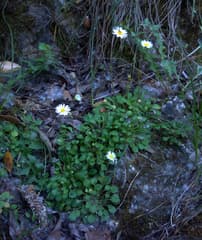 Daisy Fleabane (Bellium)