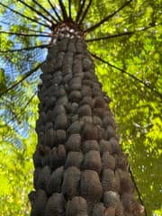 Australian Tree Fern (Alsophila australis)