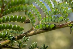 Kulnurensis Wattle (Acacia kulnurensis)
