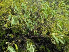 Velvet Leaf Senna (Senna gaudichaudii)
