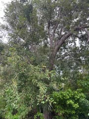 Bitterbush (Picrodendron)
