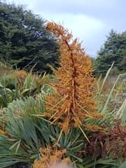 Spaniard (Aciphylla ferox)