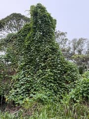 Calonyction aculeatum (Calonyction aculeatum)