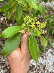 West Indian Boxwood (Petitia)