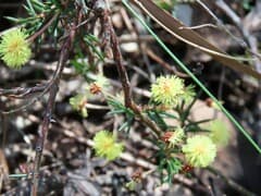 Prickly Wattle (Acacia aculeatissima)