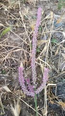 Sea Lavender (Limonium superbum)