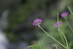 Allium wallichii (Allium wallichii)
