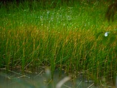 Chinese water chestnut (Eleocharis dulcis)