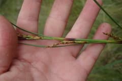 Sedge Plant (Costularia)