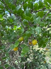Natal Plum (Aberia caffra)