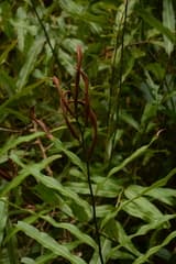 Acrosticum aurea (Acrostichum wightianum)