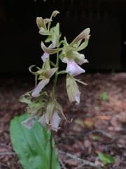 Guinea Eulophia (Eulophia guineensis)