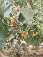 Guduchi (Tinospora cordifolia)