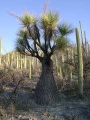 Ponytail Palm (Beaucarnea)