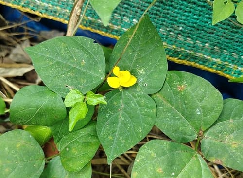 Mung Bean (Vigna radiata)