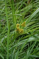 Clustered Flatsedge (Cyperus glomeratus)
