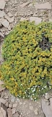 Coastal False Senna (Adesmia aegiceras)