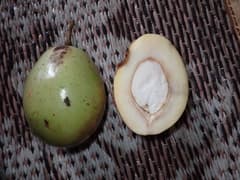 New Zealand laurel (Corynocarpus similis)