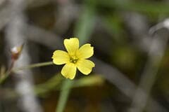Three-styled flax (Linum trigynum)