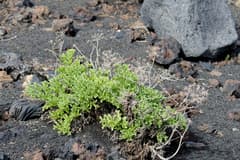 Astydamia is not known to have any synonyms (Astydamia)