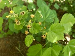 Thurber's Abutilon (Abutilon thurberi)