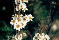 Chrysanthemum (Dendranthema)