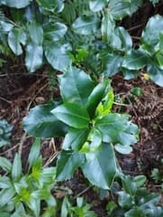 Ilex platyphylla (Ilex platyphylla)
