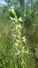 Large Yellow Fringed Orchid (Habenaria macroceratitis)