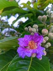 Pride of India (Lagerstroemia speciosa)